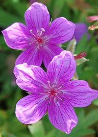 Geranium soboliferum 'Butterfly Kisses'